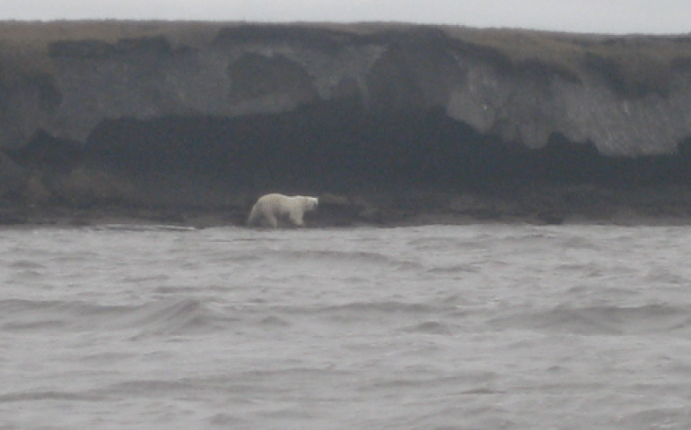 From Plushie to Primate Hug: Viral Monkey's Journey Home